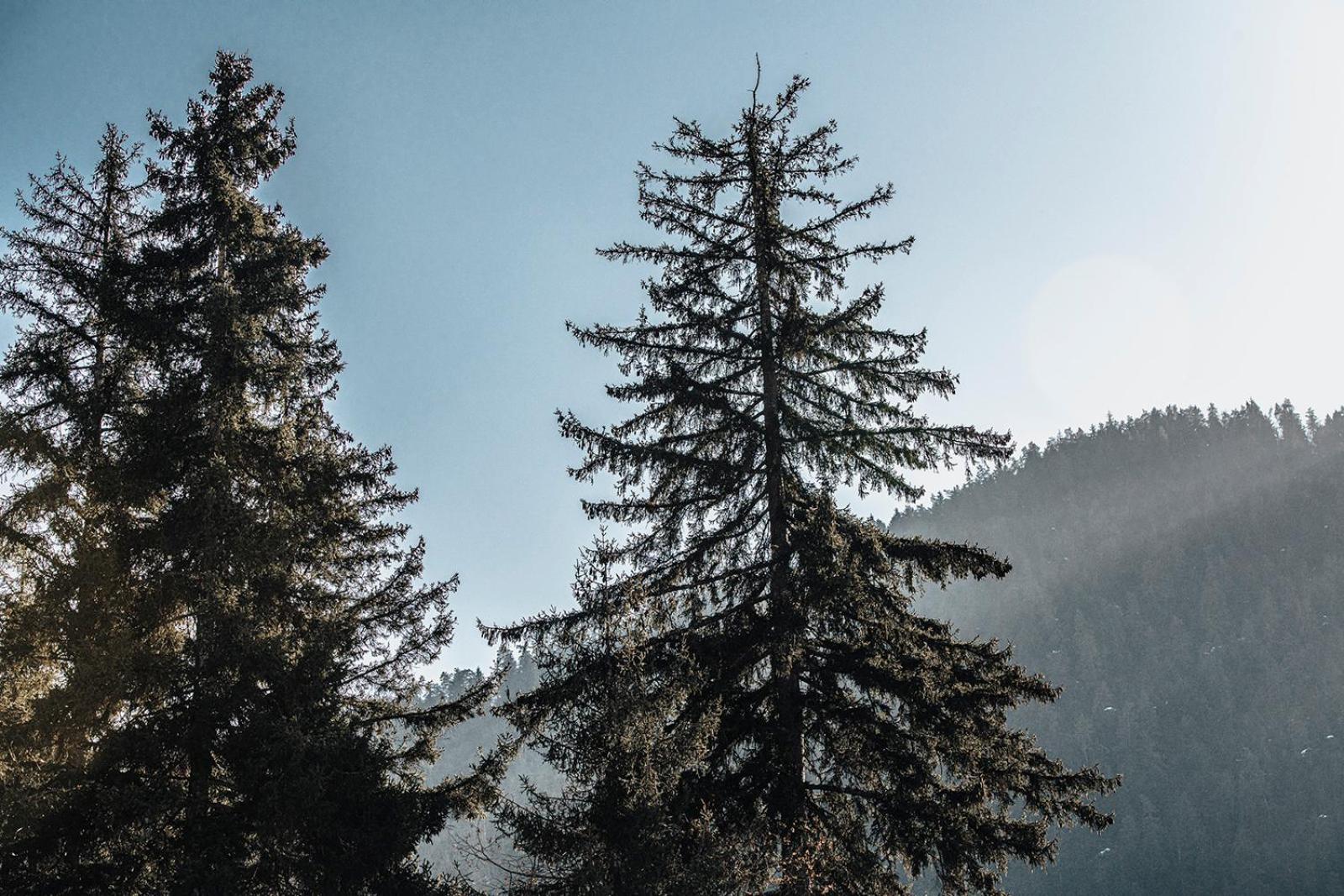 Roombox Likani Borjomi Luaran gambar